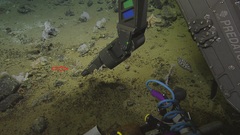 Solenogastres