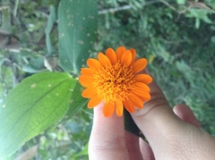 Lasianthaea macrocephala