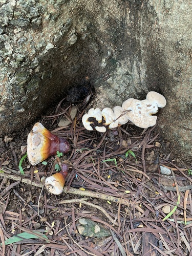 Ganoderma tropicum observed 2023-06-16