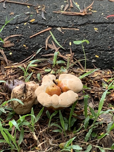 Ganoderma tropicum observed 2023-06-16
