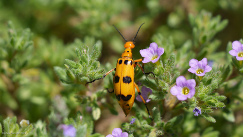 Pyrota mylabrina