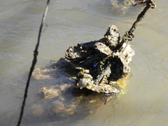 Crassostrea corteziensis