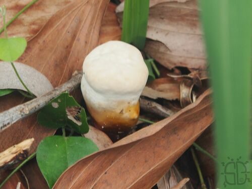 Ganoderma tropicum observed 2023-06-16