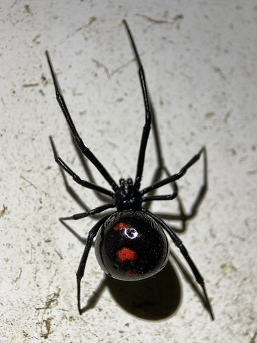 Northern Black Widow