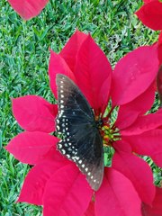 Papilio menatius morelius