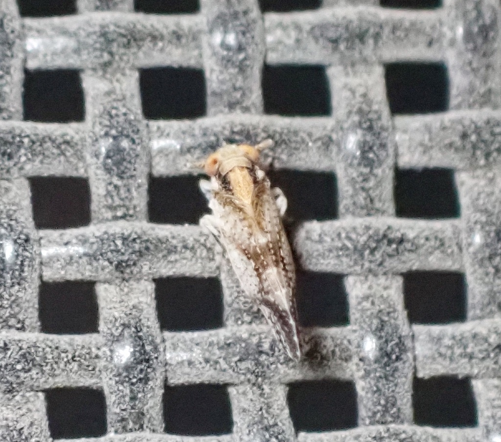 Stobaera caldwelli