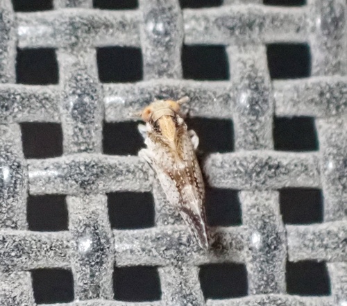 Stobaera caldwelli