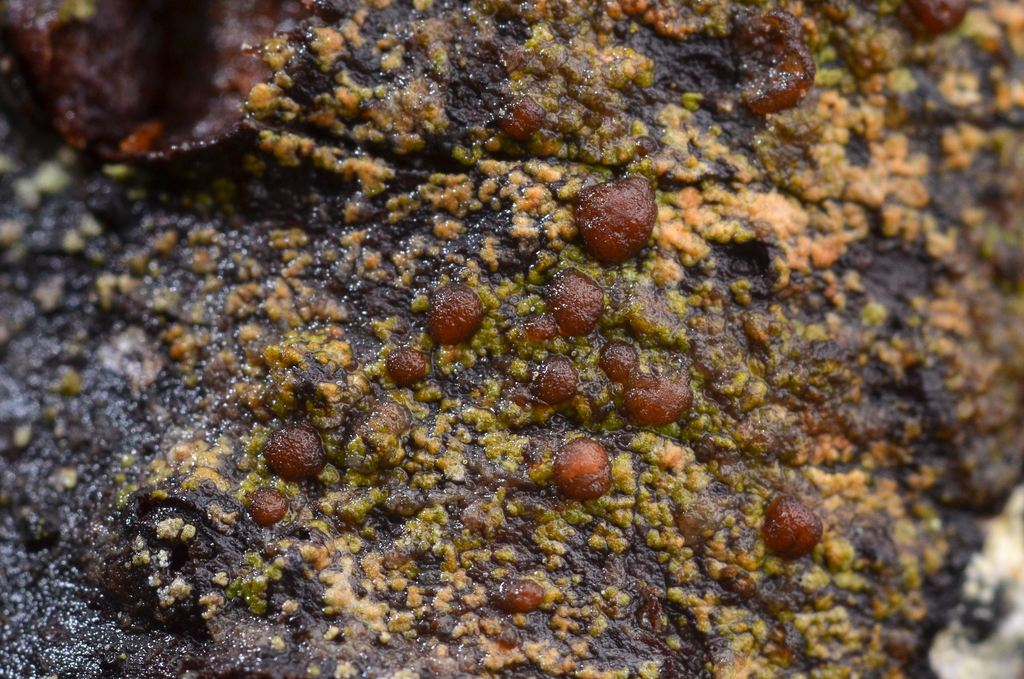 Hidden Dot Lichen