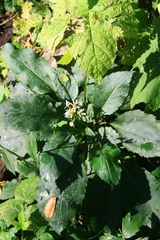 Eurybia schreberi