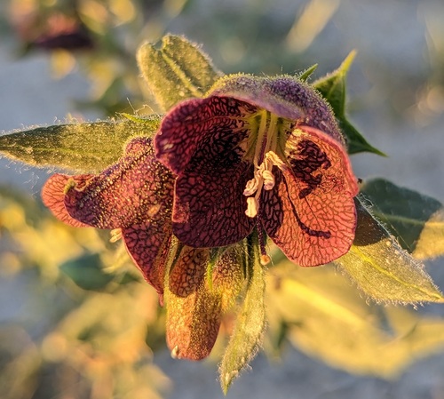 Egyptian henbane (Hyoscyamus reticulatus)
