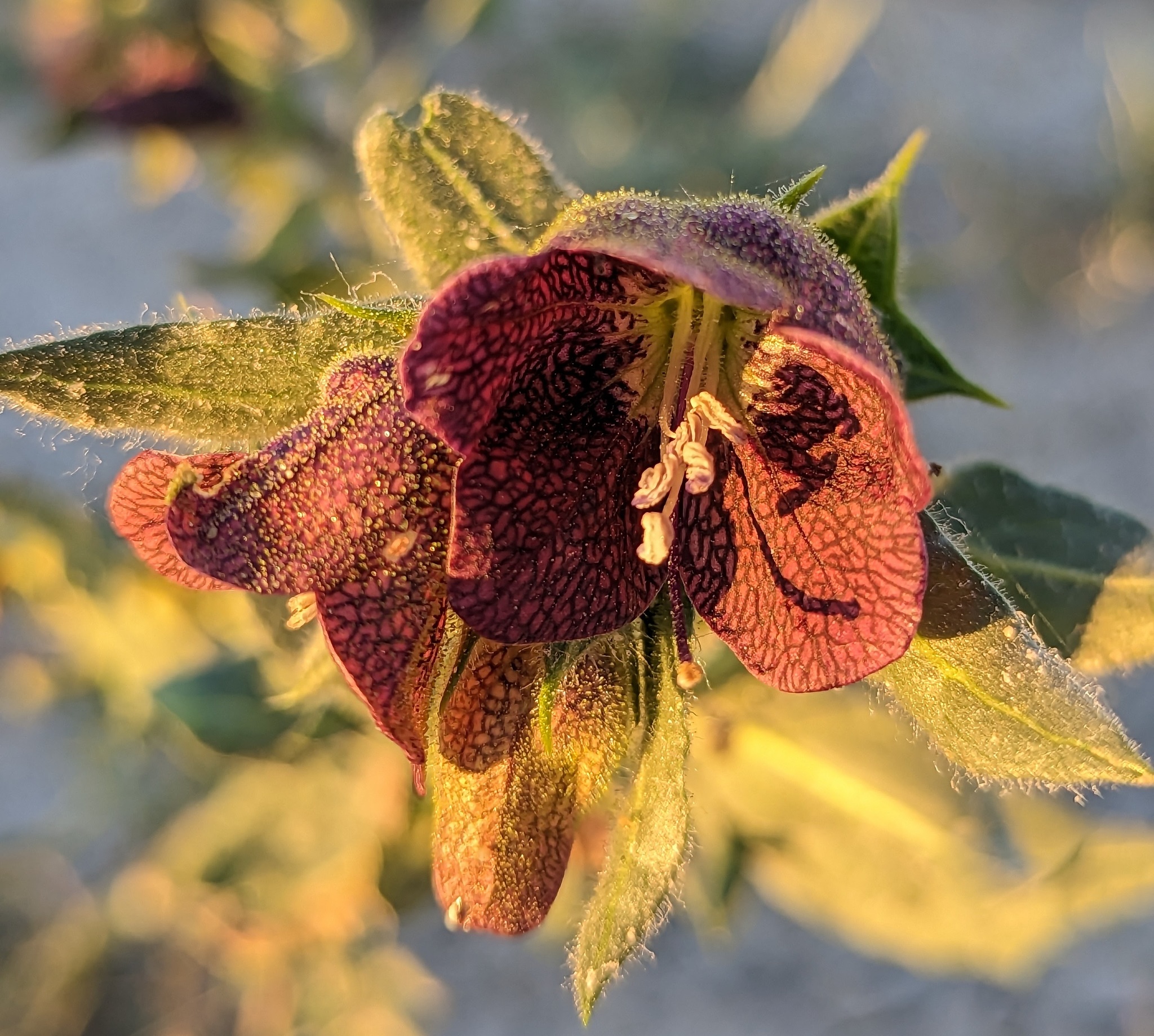 Egyptian Henbane (Hyoscyamus reticulatus)
