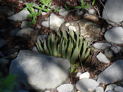 Ariocarpus trigonus