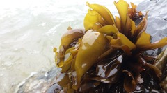 Mazzaella laminarioides