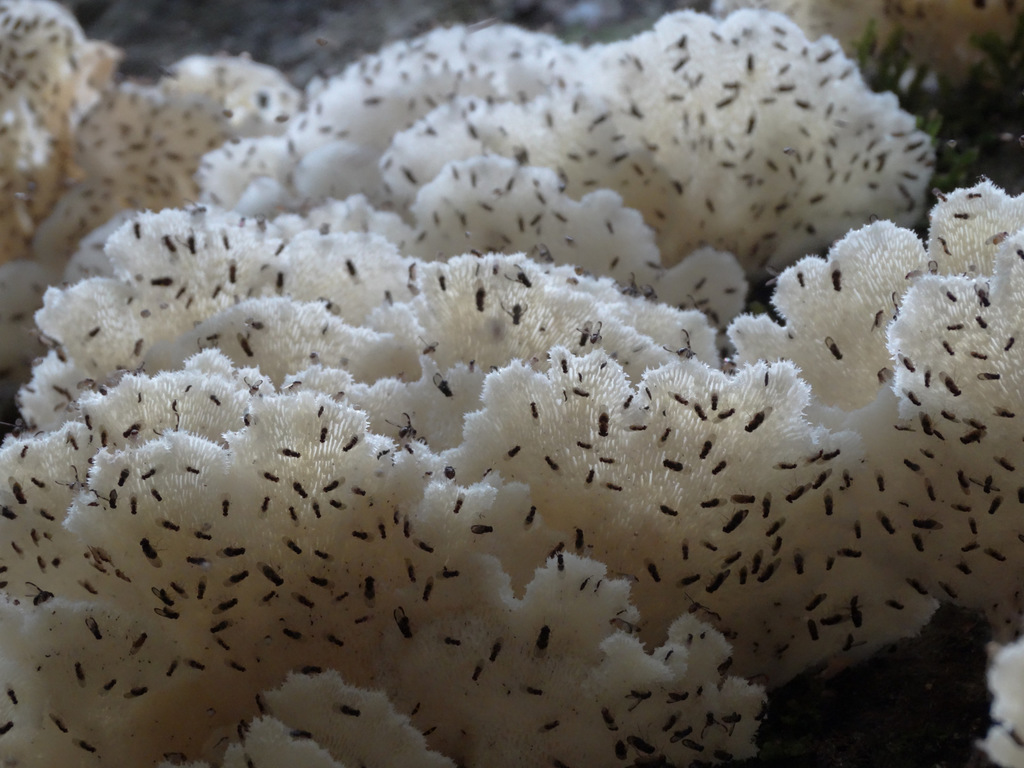 Favolus brasiliensis · January 2014 · photo: © gesnerio (iNaturalist, cc-by-sa)