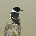 Eastern Pied Butcherbird - Photo (c) Julien Renoult, some rights reserved (CC BY), uploaded by Julien Renoult