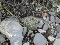 Coryphantha delicata