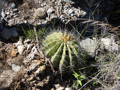 Ferocactus echidne