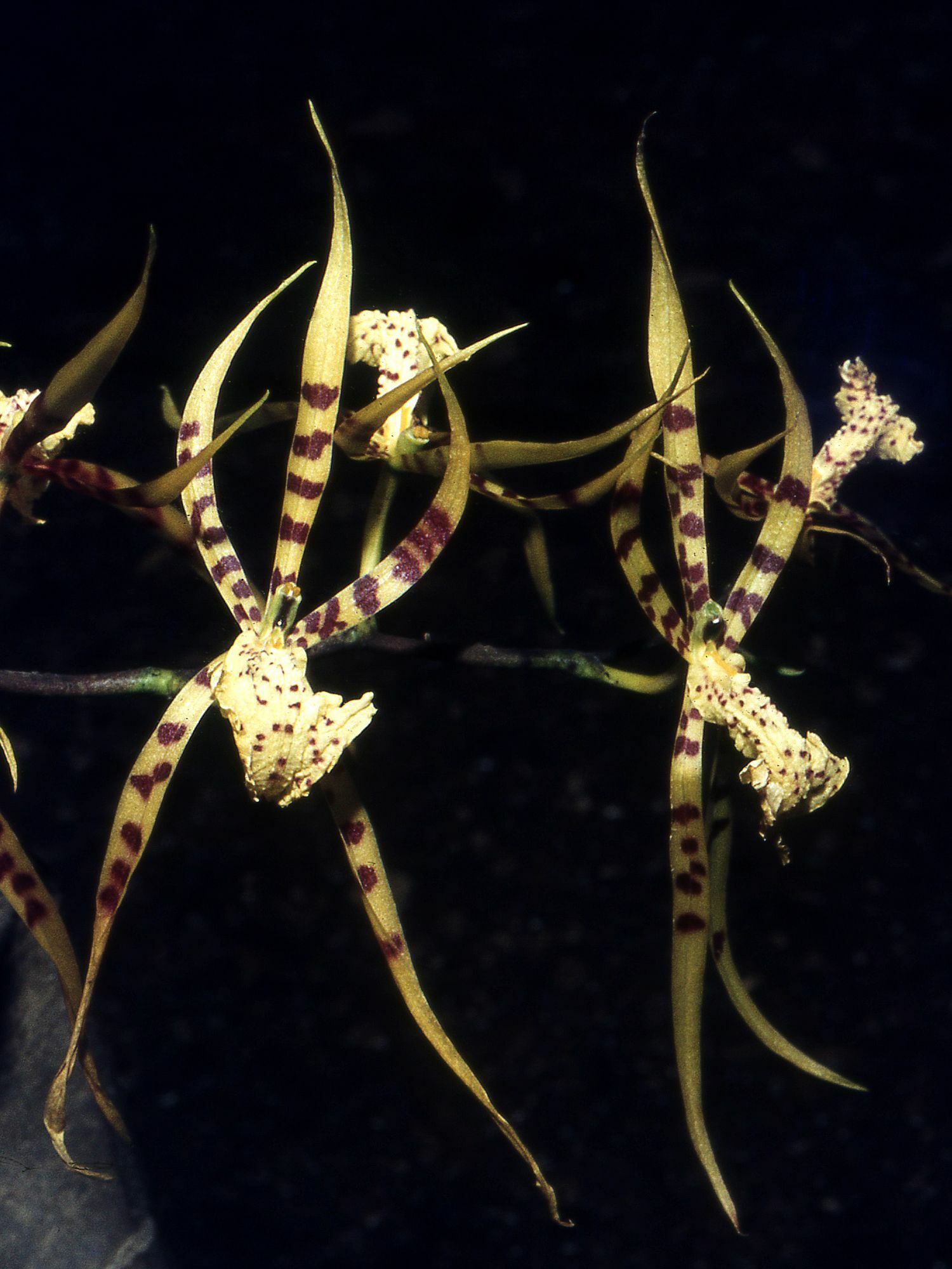 Brassia arachnoidea Barb.Rodr.
