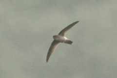 Aerodramus terraereginae
