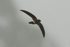 Aerodramus terraereginae