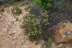Leucospermum bolusii