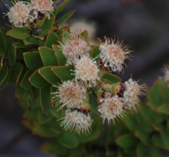 Leucospermum bolusii