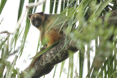 Dendrolagus lumholtzi