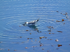 Leucophaeus pipixcan