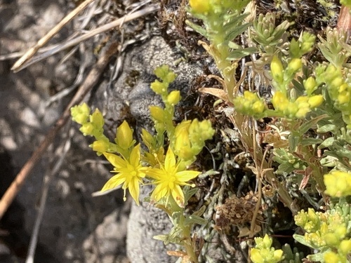 Sedum sexangulare