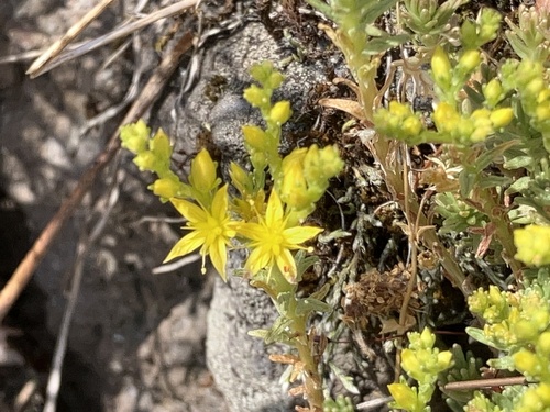 Sedum sexangulare