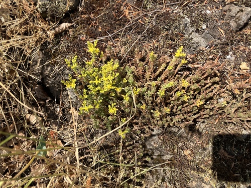 Sedum sexangulare