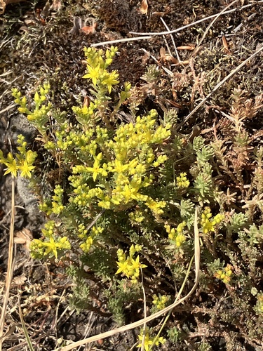 Sedum sexangulare
