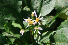 Eurybia schreberi