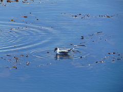 Leucophaeus pipixcan