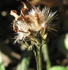 Eurybia schreberi