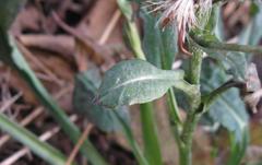 Eurybia schreberi