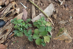 Marrubium