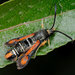Fiery Clearwing - Photo (c) Paolo Mazzei, some rights reserved (CC BY-NC), uploaded by Paolo Mazzei