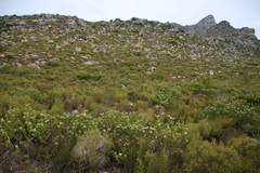 Leucospermum bolusii