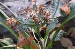 Eurybia schreberi
