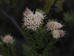 Leucospermum bolusii