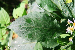 Eurybia schreberi