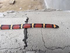 Lampropeltis annulata