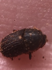 Coleoptera