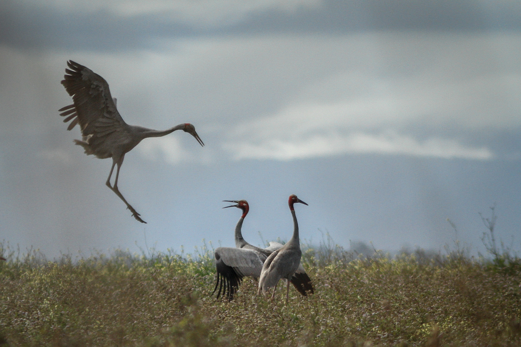 Sarus Crane