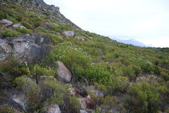 Leucospermum bolusii