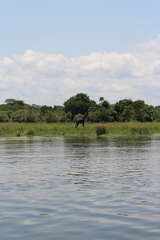 Giraffa camelopardalis rothschildi