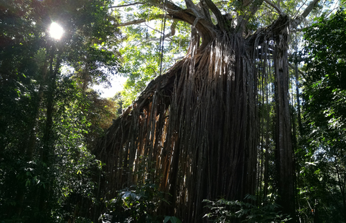 Mountain fig (Ficus virens)