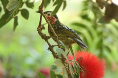 Xanthotis macleayanus