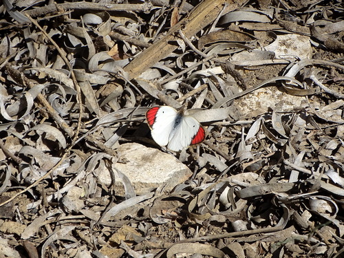 Colotis guenei